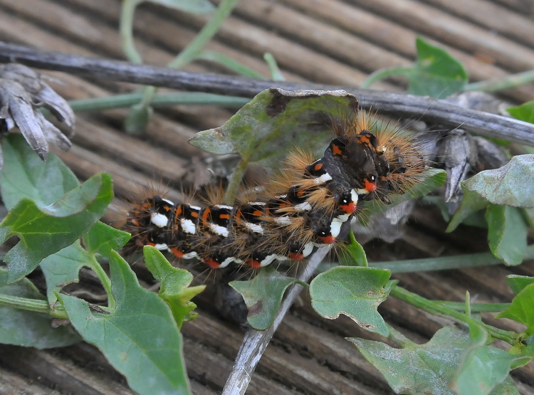 Bruco di Acronicta rumicis ?